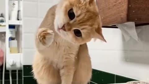 Funny cat video, My invisible problem