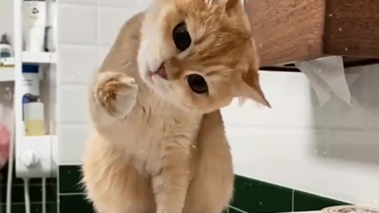 Funny cat video, My invisible problem