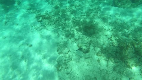 Spotted Reef Squid at Grand Cayman