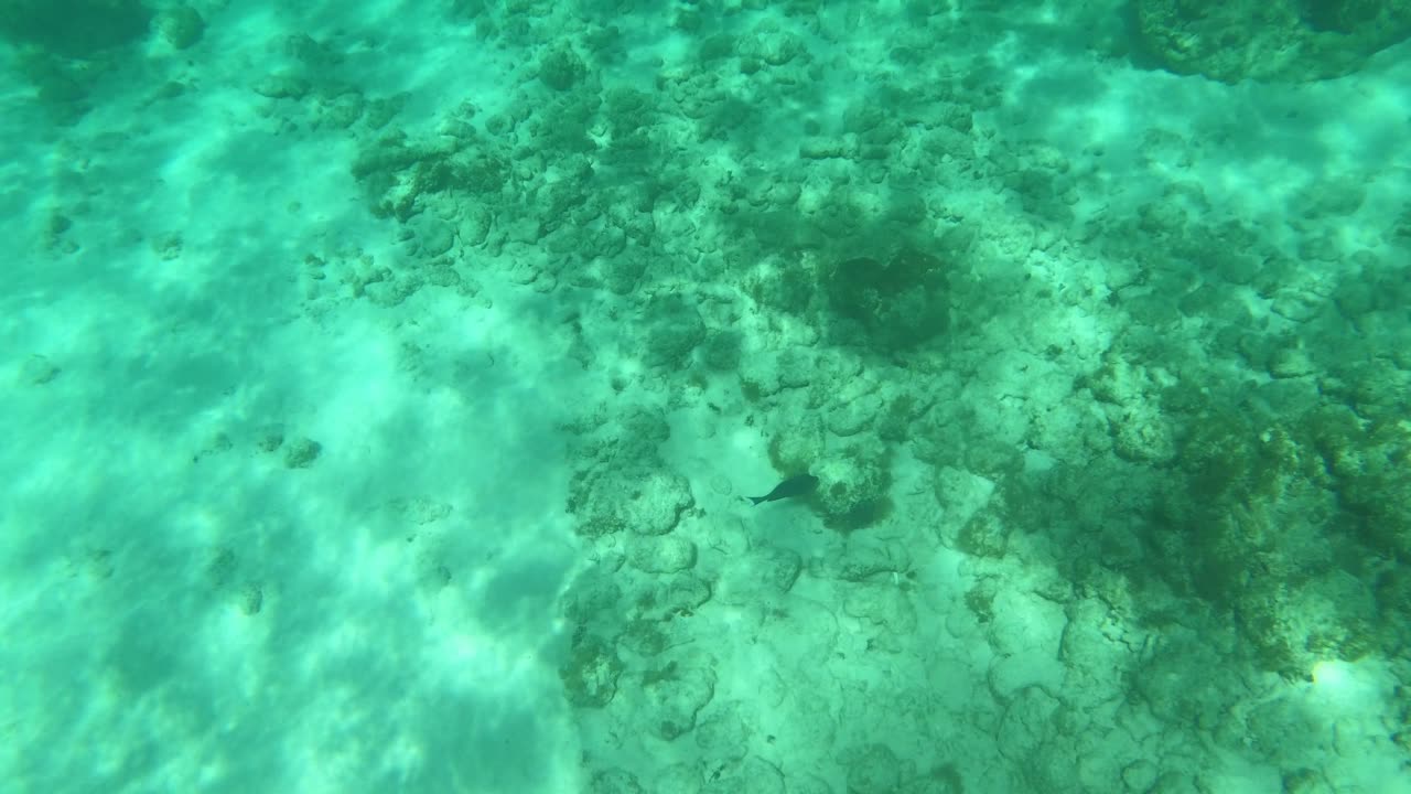 Spotted Reef Squid at Grand Cayman