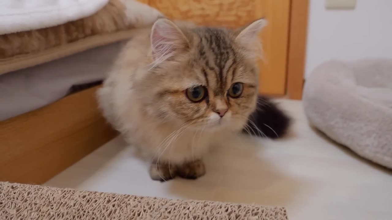 Kitten gets scared by owner_s scratching post and has to flee - so cute_