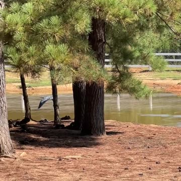 Great Blue Heron doesn't like me