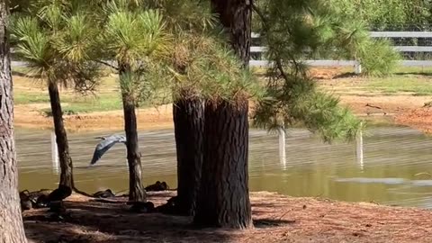 Great Blue Heron doesn't like me