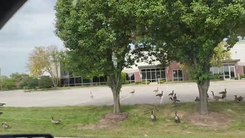 ๐๐ฆข The Geese Run This Town | FunFM
