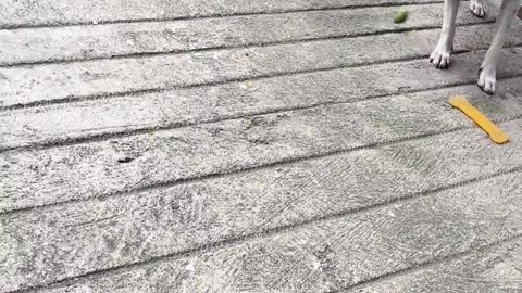 😲🐾 Now You See It, Now You Don't—Animal Magic! | FunFM