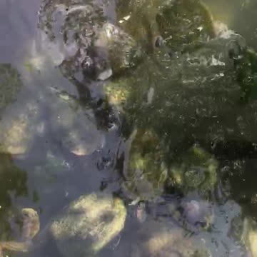 Countless turtles gather at the lakeside