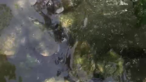 Countless turtles gather at the lakeside