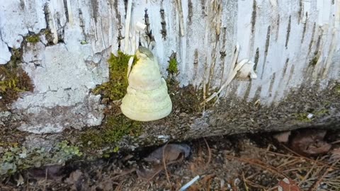 Mushroom