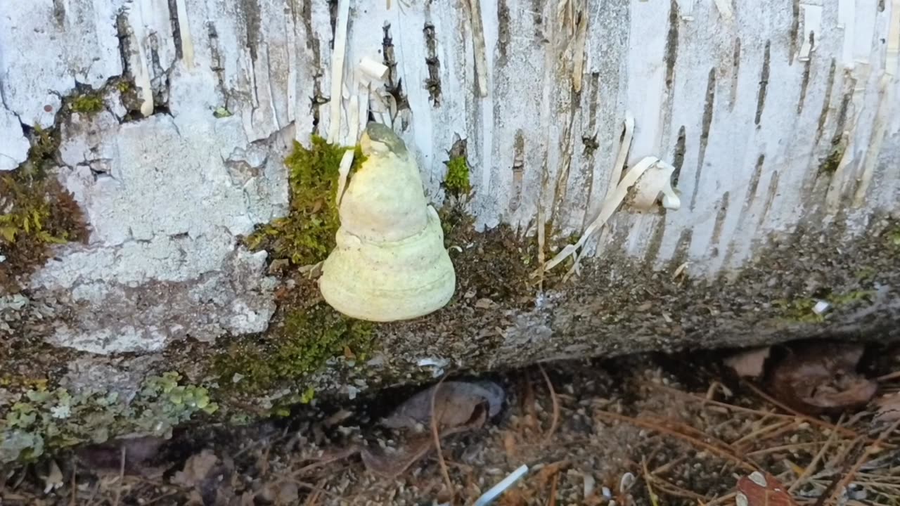 Mushroom