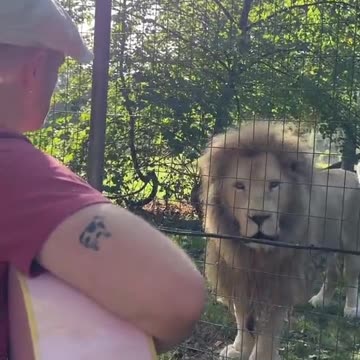 Wow, magical, spiritual...a Song for the Lions