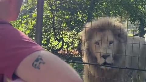 Wow, magical, spiritual...a Song for the Lions