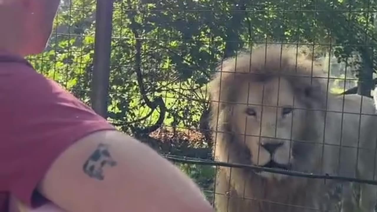 Wow, magical, spiritual...a Song for the Lions