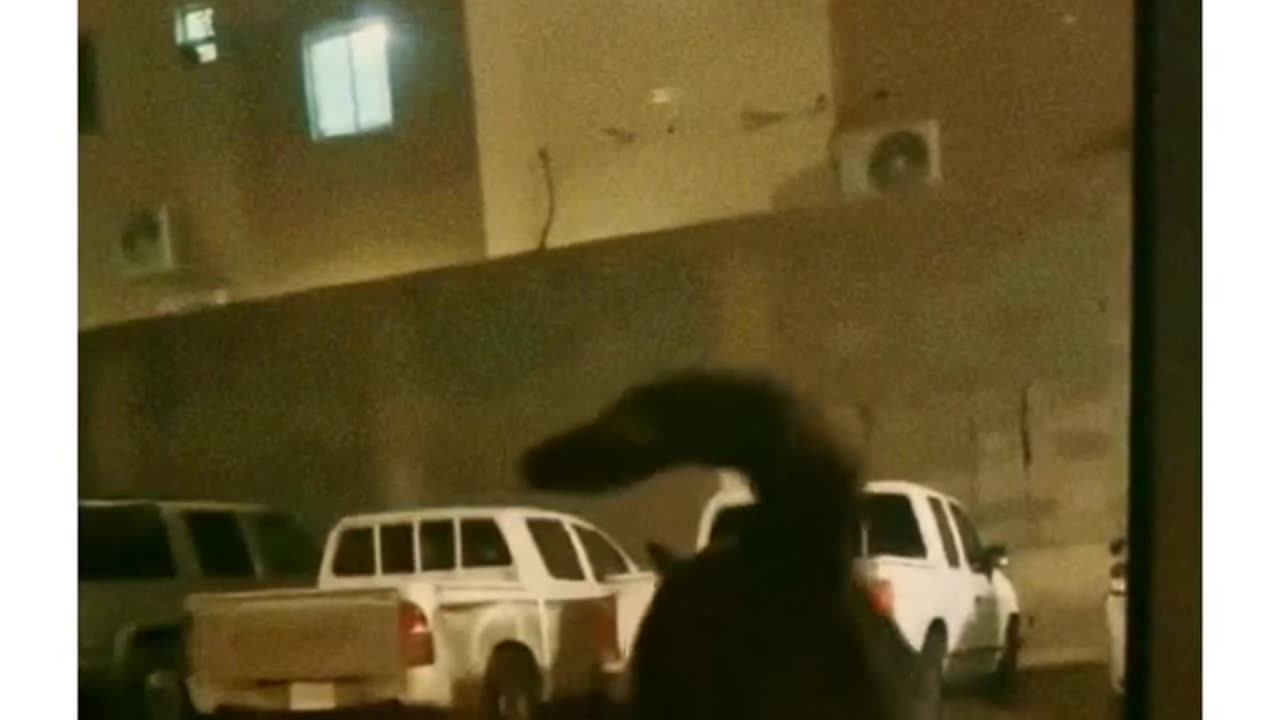 cat pees on car windshield?! 😂you won’t believe this!