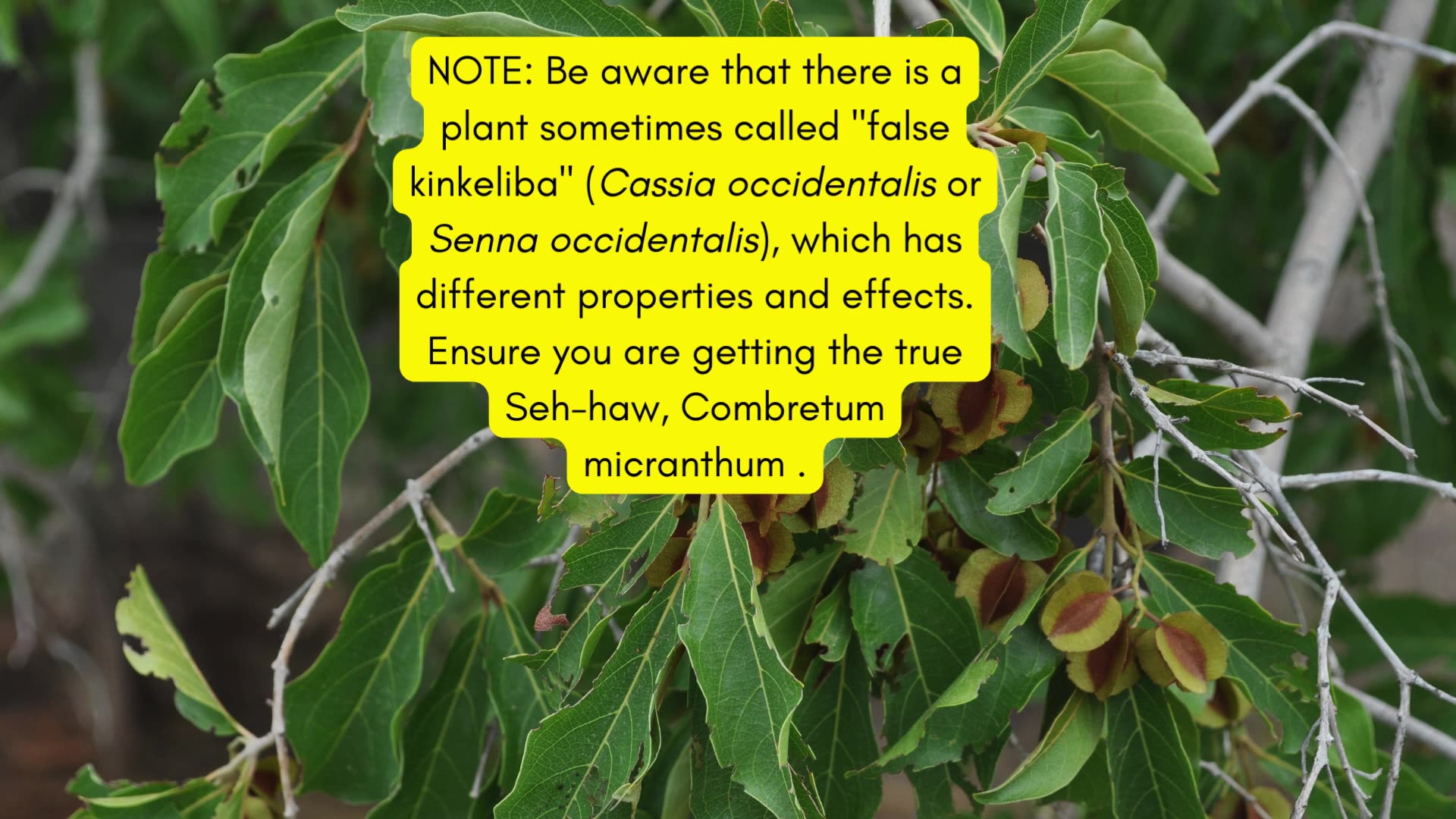Kinkeliba (Seh-Haw): The Powerful African Detox Herb You’ve Never Heard Of