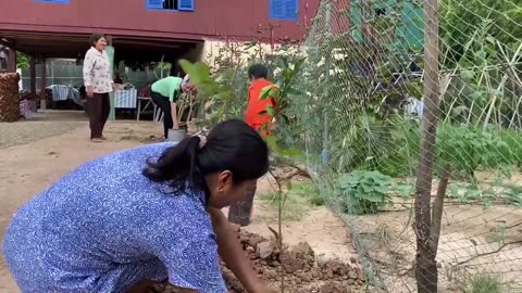 Growing June Plum Tree, Guava Tree, Pomelo Tree Around Home - Family Eating Time - Sreypov Life Show