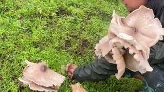 🍄🪖 Myanmar War | PDF Fighter Gathering Mushrooms in Zoland | RCF