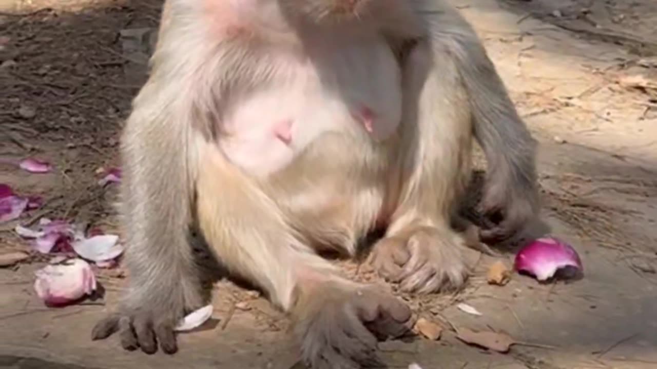 The greedy monkey choked with onions and still refused to give up.