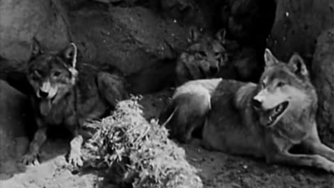 Clash Of The Wolves (Western 1925) Rin Tin Tin