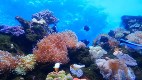Amazing Underwater World | Underwater World View