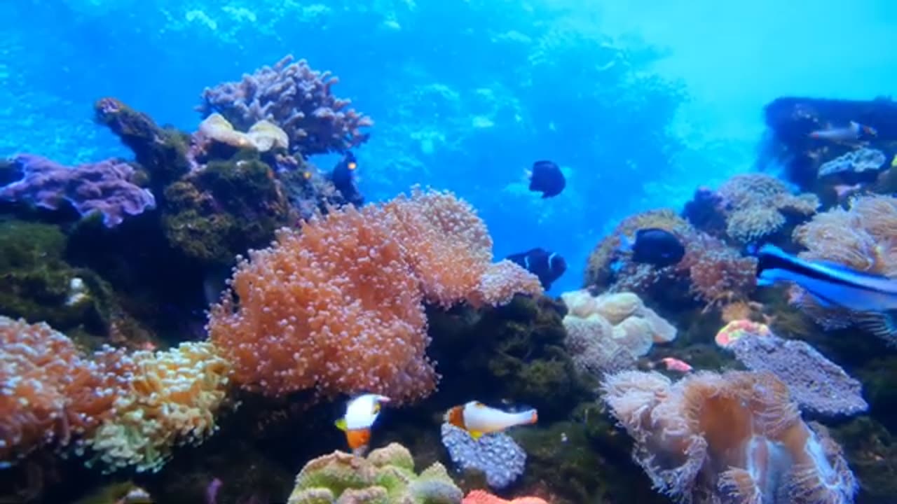 Amazing Underwater World | Underwater World View