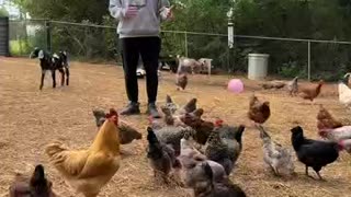 Disrupt the system: raise chickens!