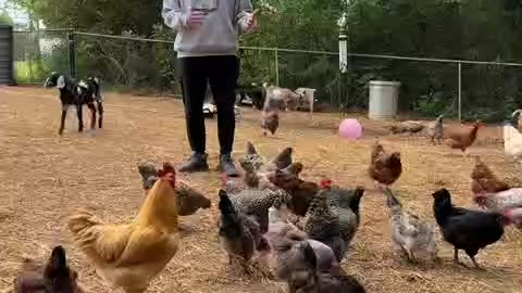 Disrupt the system: raise chickens!