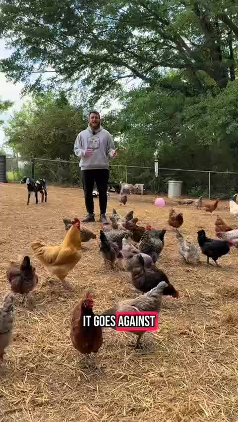 Disrupt the system: raise chickens!