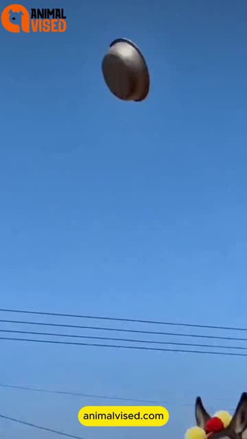 New Animal Funny Video | Cute & Hilarious Pet Moments