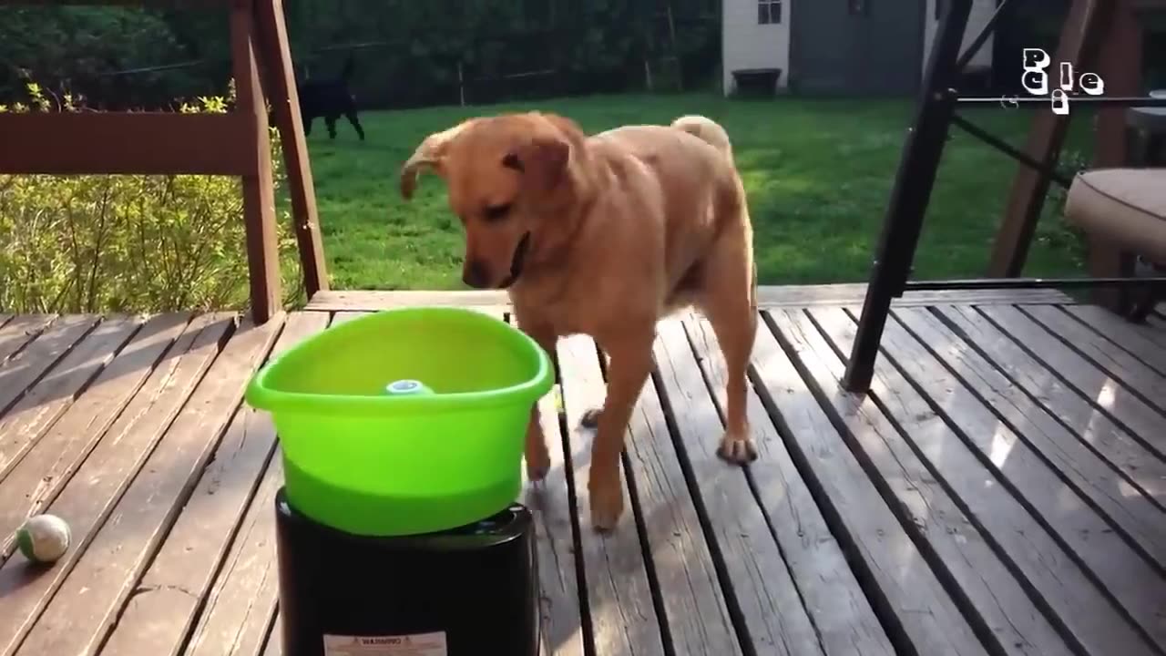 ULTIMATE Cat and Dog Videos! Funniest and Cutest Pets 🐶😸 in Fresh 2025 Compilation 😂[Part 3]😁