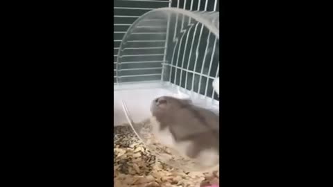 Funny animals - Funny cats _ dogs - Funny animal videos p5