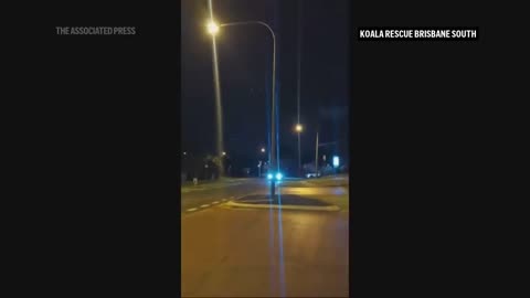 Koala hitches a ride on a bus in Australia