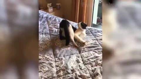 Best Funny Animal Videos 2025