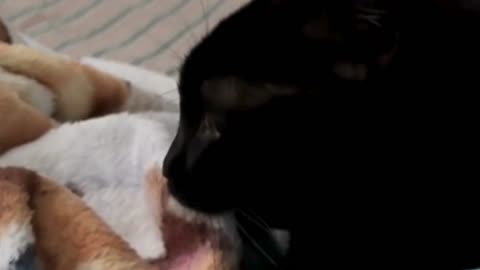 Cute Precious Piper Show Her Kitten Side - Adopting a Cat from a Shelter Vlog