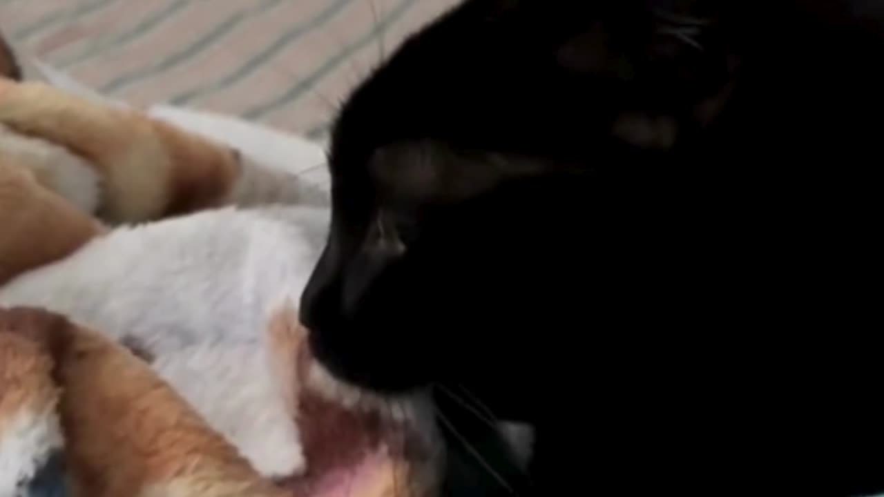 Cute Precious Piper Show Her Kitten Side - Adopting a Cat from a Shelter Vlog