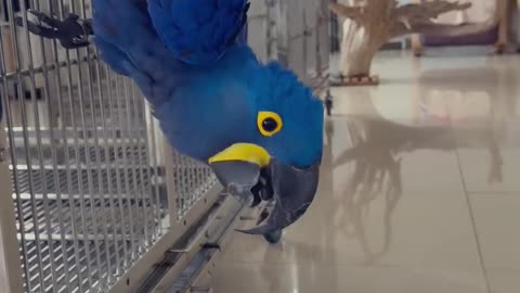 Parrot & cat are pure love! 🦜🐱❤️
