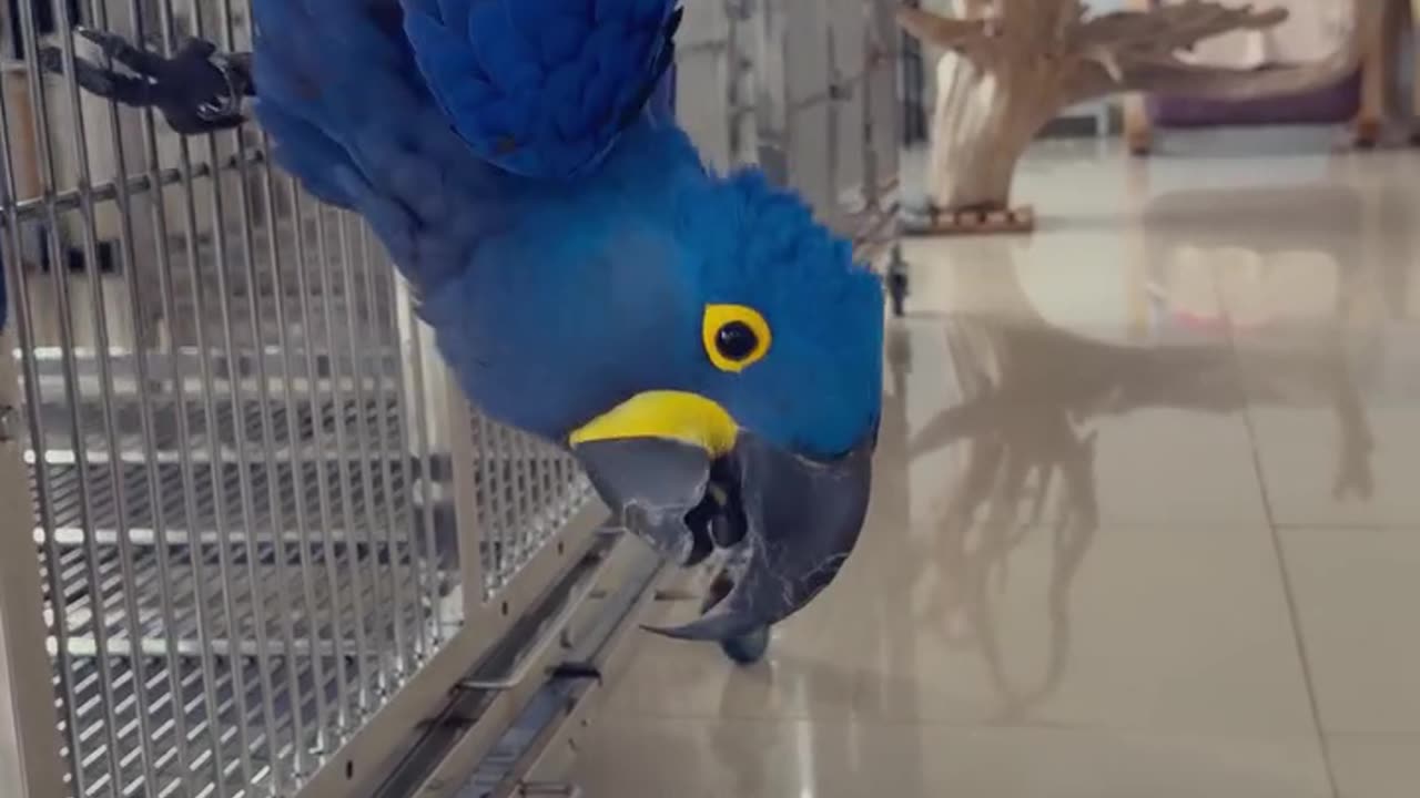 Parrot & cat are pure love! 🦜🐱❤️