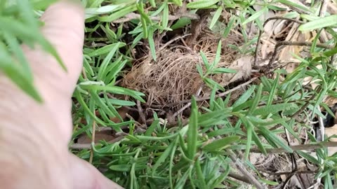 A little bird built a nest in My Rosemary ❤️