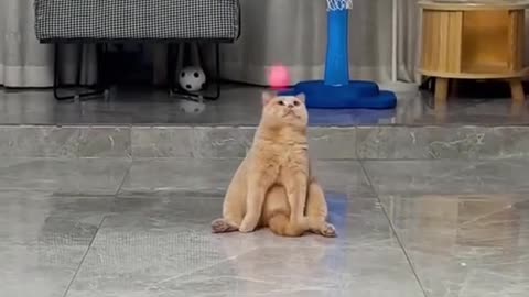 Funny cat videos viral video 2025