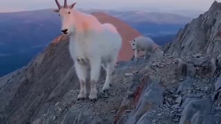 Mountain Goat Gang