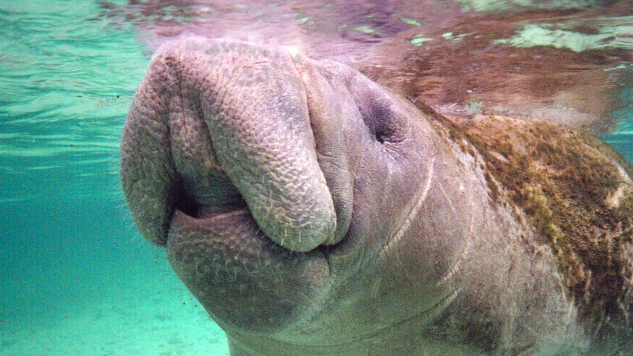 Under the Sea