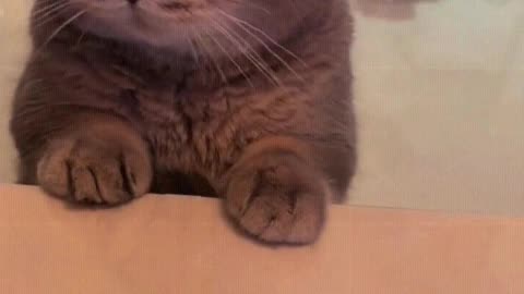 Cat： Give me the chicken leg quickly