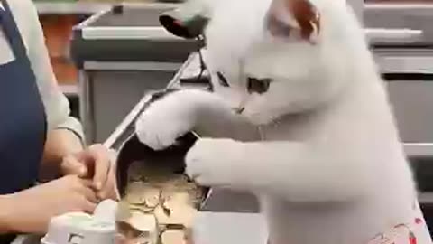 Mama and daughter cat