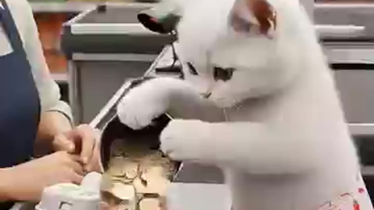 Mama and daughter cat