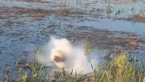 Batteries explode when a alligator eats a drone