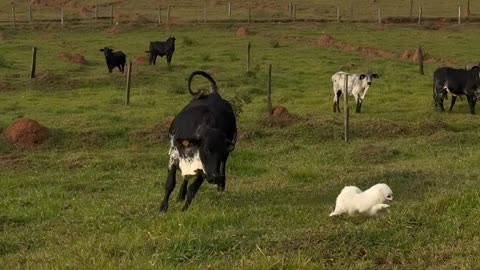 Naughty Dog Chased Off By Cow
