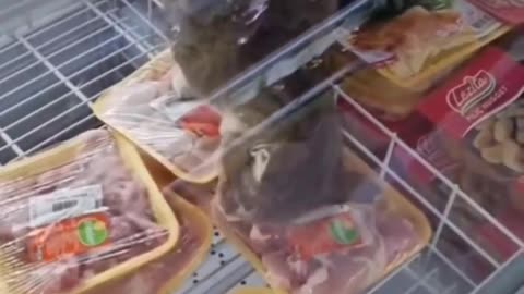 Funny cat in the fridge