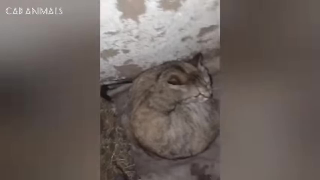 cats totally bonkers and wildly hilarious