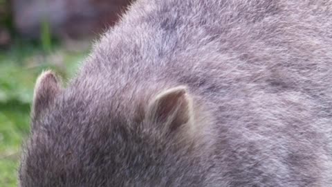 Name the Australian Animal