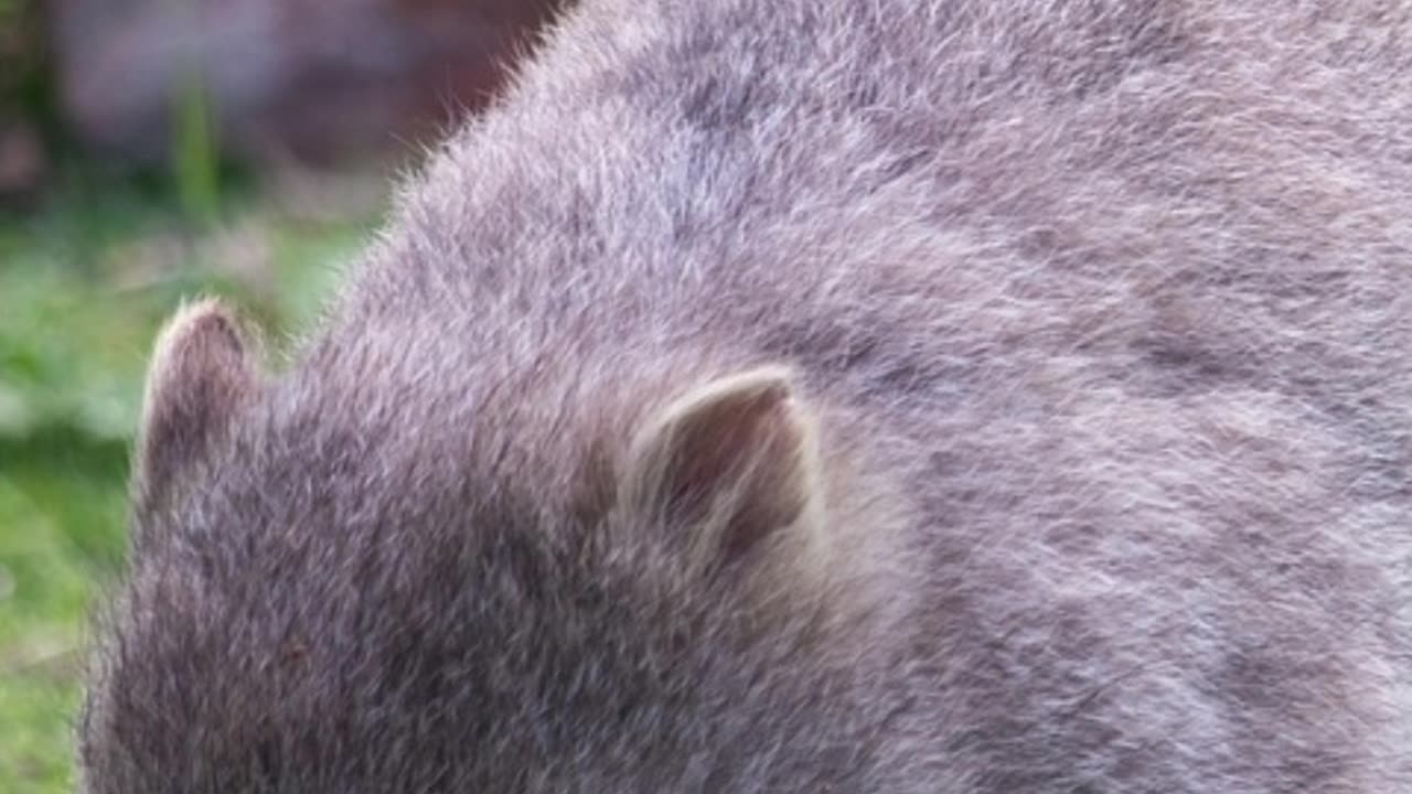 Name the Australian Animal