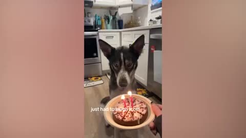 WOW----FUNNY Pets | Hilarious Animals Compilation 2025---WOW